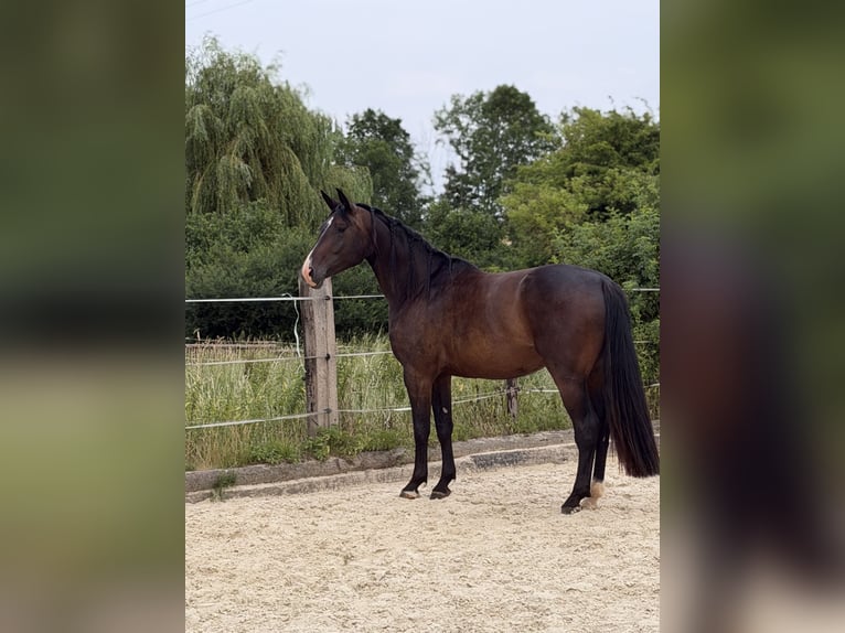 Oldenburg Giumenta 4 Anni 170 cm Baio scuro in Mechernich