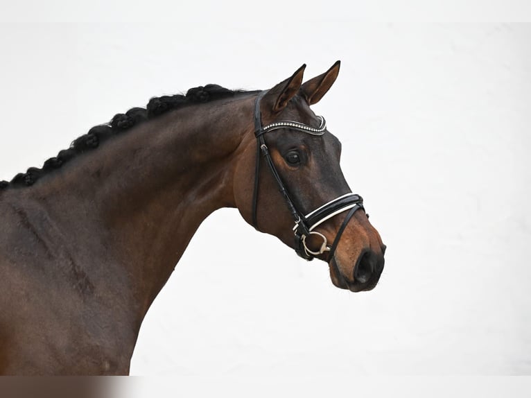 Oldenburg Giumenta 4 Anni 170 cm Baio scuro in Röttingen