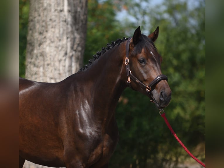 Oldenburg Giumenta 4 Anni 170 cm Baio scuro in Achau