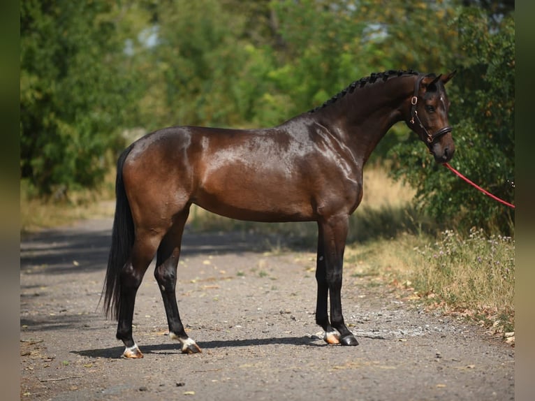 Oldenburg Giumenta 4 Anni 170 cm Baio scuro in Achau