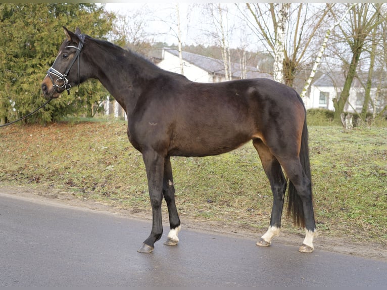 Oldenburg Giumenta 4 Anni 170 cm Baio scuro in Phöben