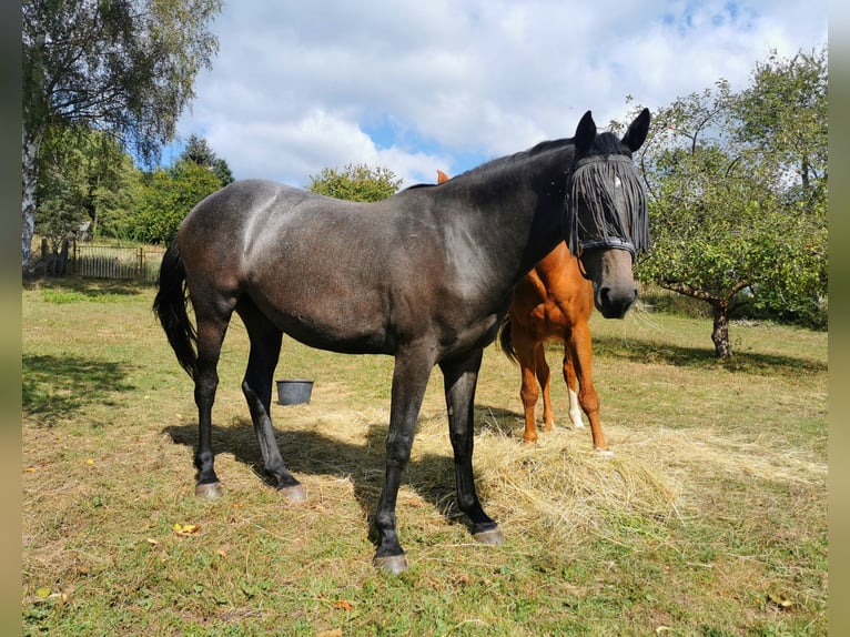 Oldenburg Giumenta 4 Anni 170 cm Grigio in Mechelroda