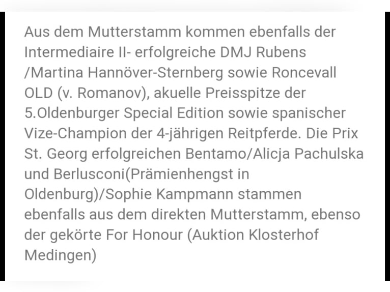 Oldenburg Giumenta 4 Anni 170 cm Sauro scuro in Apen