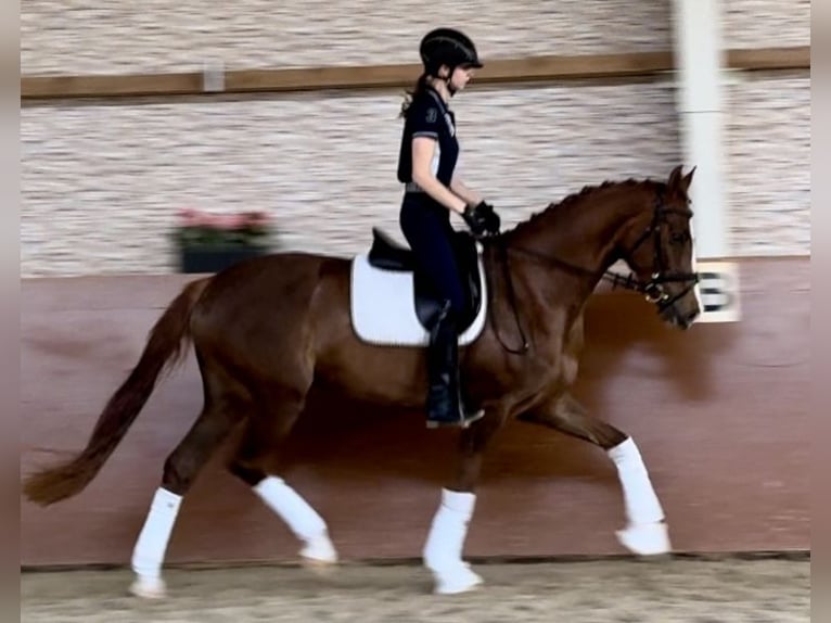 Oldenburg Giumenta 4 Anni 170 cm Sauro scuro in Wehringen