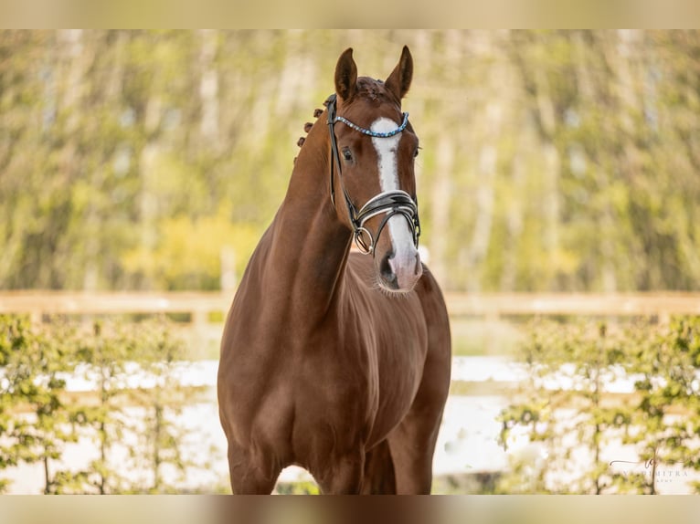 Oldenburg Giumenta 4 Anni 170 cm Sauro scuro in Wehringen