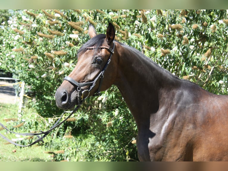 Oldenburg Giumenta 4 Anni 171 cm Baio in Winh&#xF6;ring