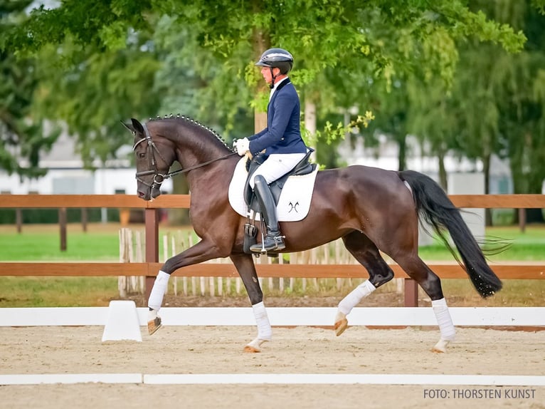 Oldenburg Giumenta 4 Anni 171 cm Morello in Verden