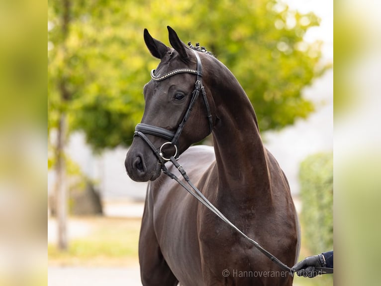 Oldenburg Giumenta 4 Anni 171 cm Morello in Verden