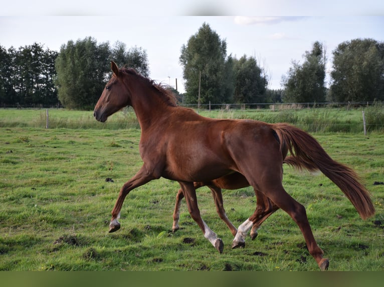 Oldenburg Giumenta 4 Anni 171 cm Sauro in breendonk