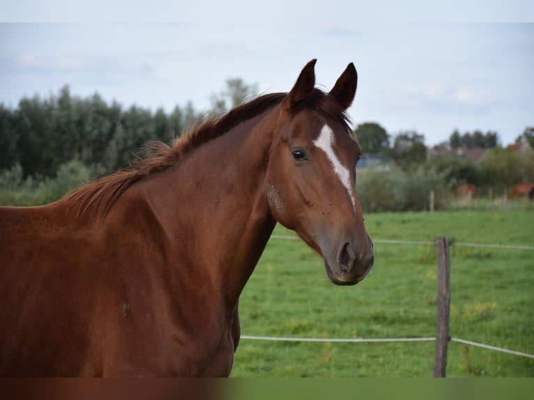 Oldenburg Giumenta 4 Anni 171 cm Sauro in breendonk