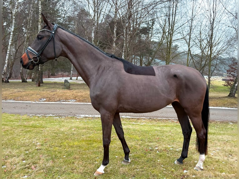 Oldenburg Giumenta 4 Anni 172 cm Baio in Werder/Havel