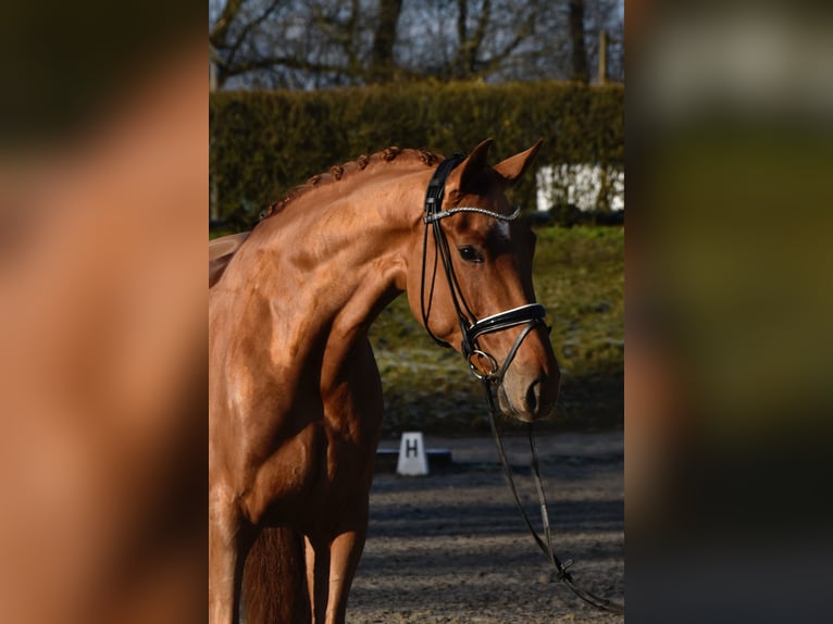 Oldenburg Giumenta 4 Anni 172 cm Sauro in Fürstenau