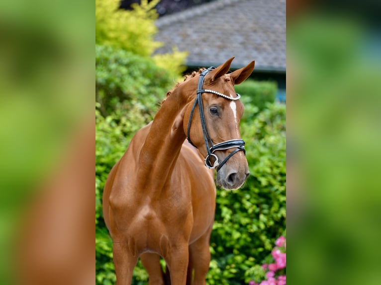 Oldenburg Giumenta 4 Anni 172 cm Sauro in Vechta