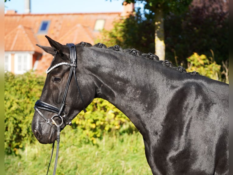 Oldenburg Giumenta 4 Anni 173 cm Morello in Hohenfelde