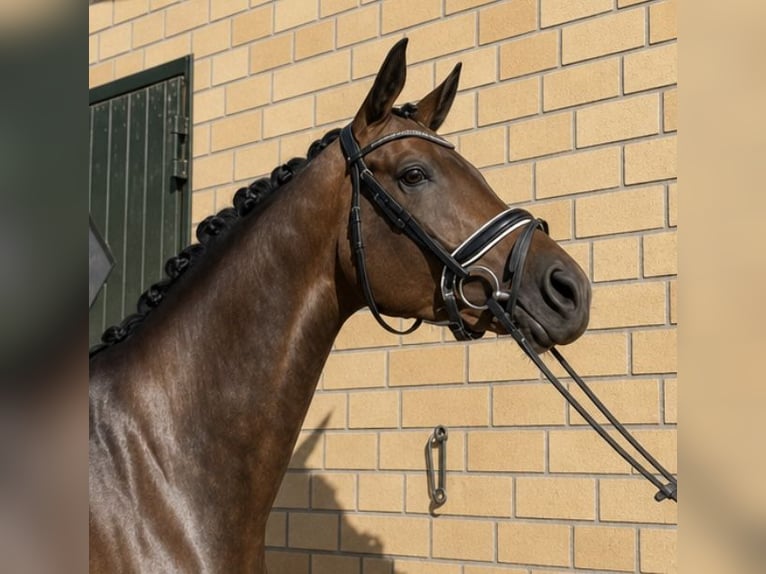 Oldenburg Giumenta 4 Anni 174 cm Baio scuro in Hofheim am Taunus