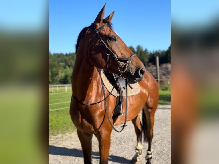 Oldenburg Giumenta 4 Anni 175 cm Baio in Traunstein