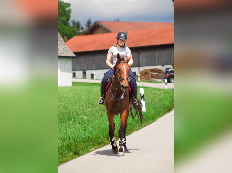 Oldenburg Giumenta 4 Anni 175 cm Baio in Traunstein