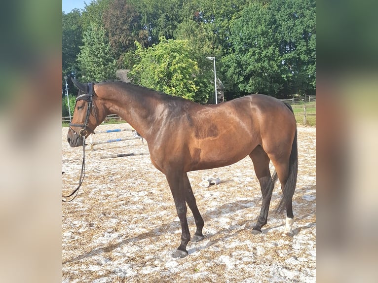 Oldenburg Giumenta 4 Anni 175 cm Baio scuro in Neuenkirchen-Vörden