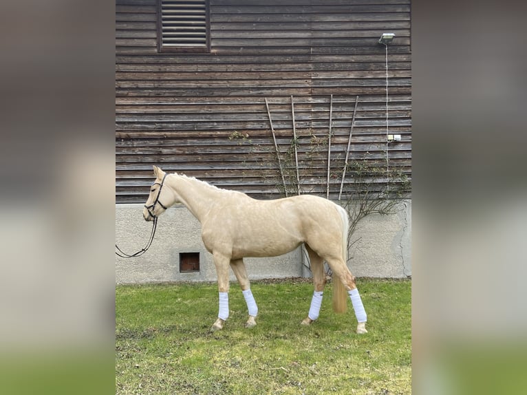 Oldenburg Giumenta 4 Anni 175 cm Palomino in GeisenhausenLandshut