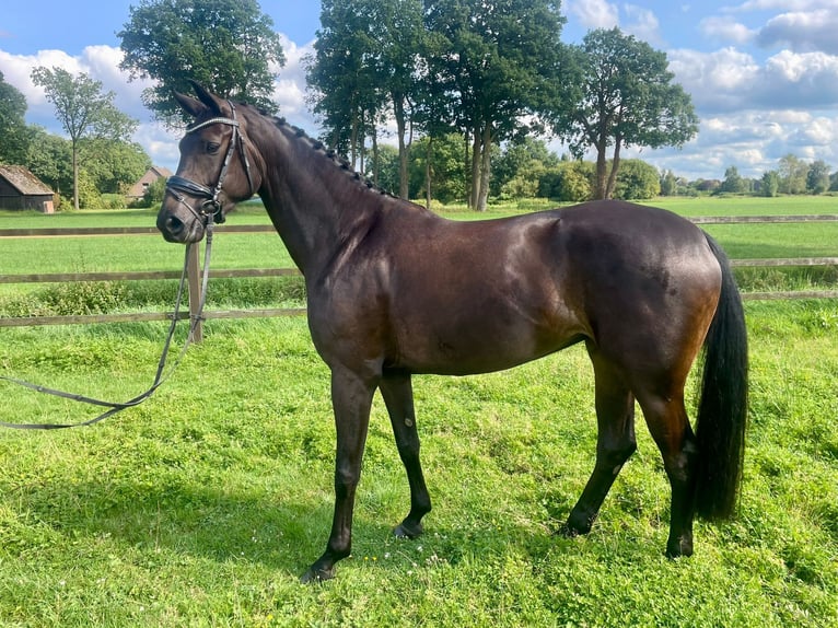 Oldenburg Giumenta 4 Anni 176 cm Baio scuro in Bad Zwischenahn