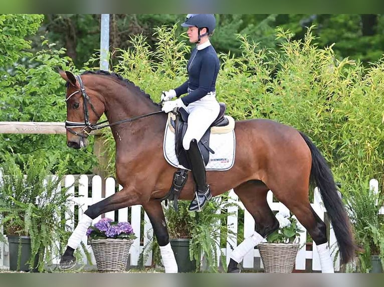 Oldenburg Giumenta 4 Anni Baio in Vechta