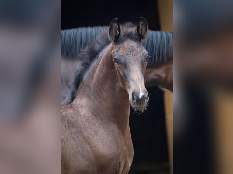Oldenburg Giumenta 4 Anni Morello in Neuzeug