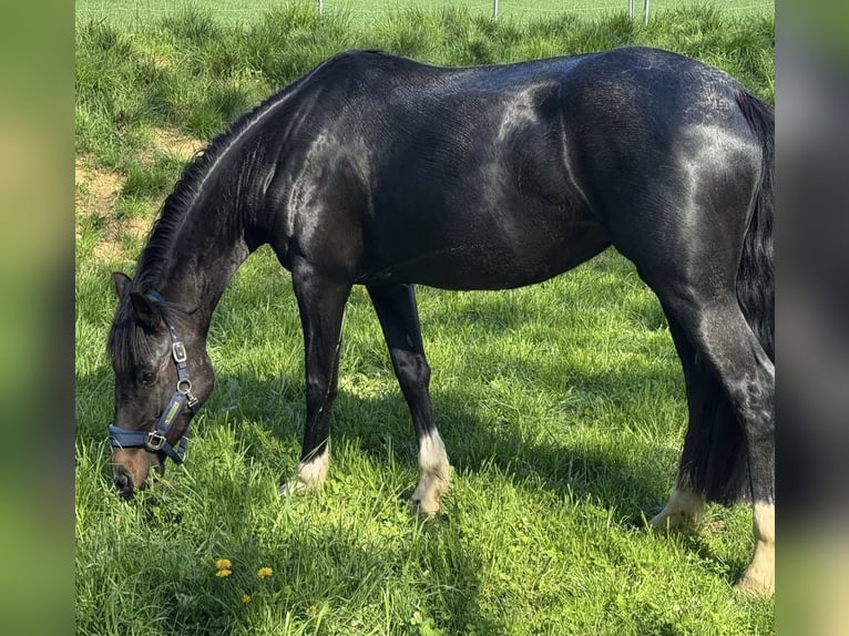 Oldenburg Giumenta 4 Anni Morello in Neuzeug