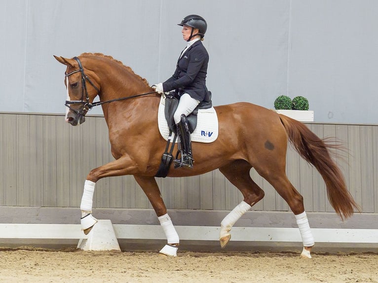 Oldenburg Giumenta 4 Anni Sauro in Mnster-Handorf