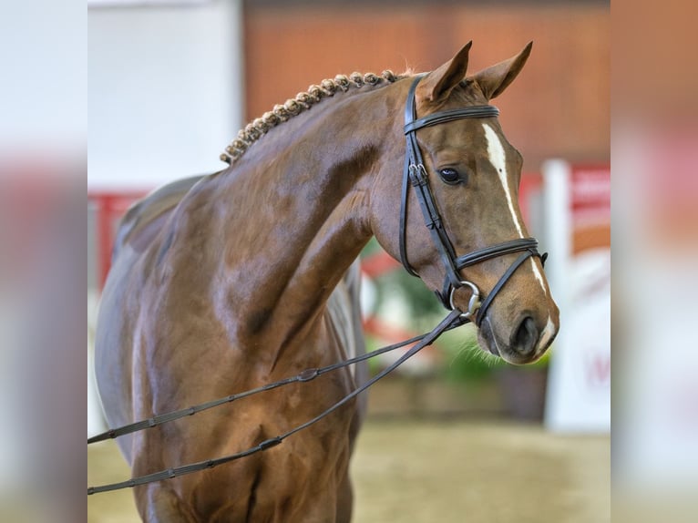 Oldenburg Giumenta 4 Anni Sauro in Münster-Handorf