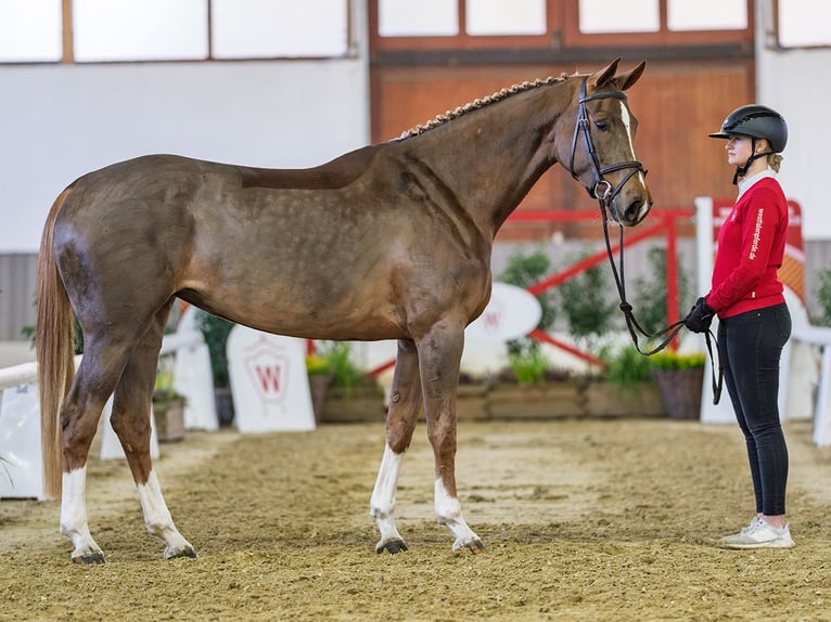 Oldenburg Giumenta 4 Anni Sauro in Münster-Handorf