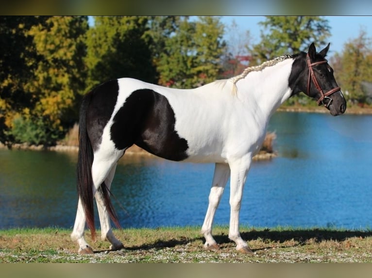 Oldenburg Giumenta 5 Anni 157 cm Pezzato in Robards