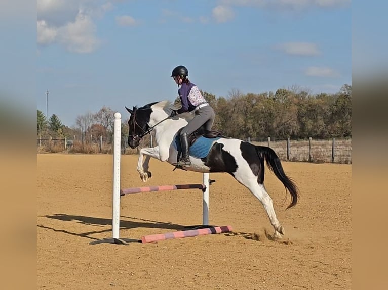 Oldenburg Giumenta 5 Anni 157 cm Pezzato in Robards
