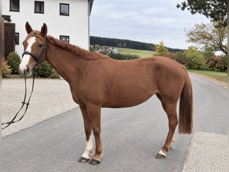 Oldenburg Giumenta 5 Anni 157 cm Sauro in Davidschlag