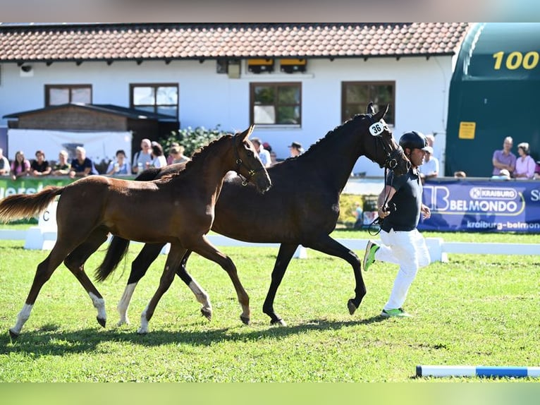 Oldenburg Giumenta 5 Anni 158 cm Baio scuro in Suben
