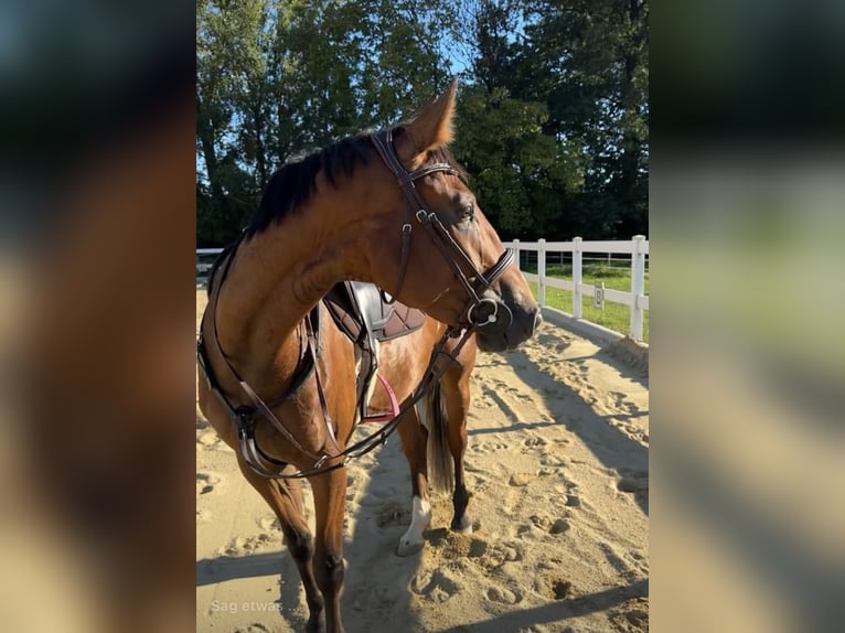 Oldenburg Giumenta 5 Anni 160 cm Baio in St. Georgen am Ybbsfelde