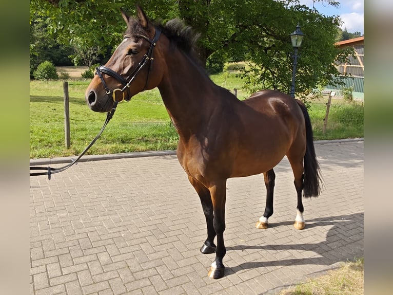 Oldenburg Giumenta 5 Anni 160 cm Baio scuro in Solingen