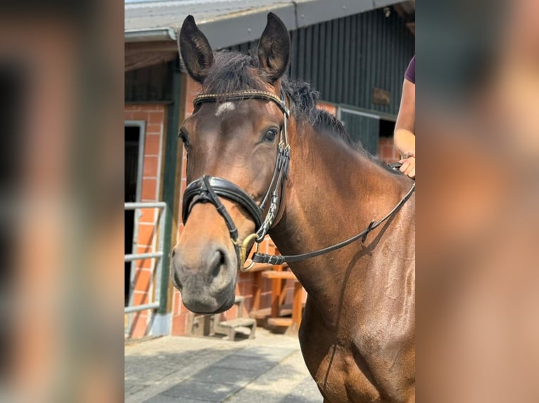 Oldenburg Giumenta 5 Anni 160 cm Baio scuro in Solingen