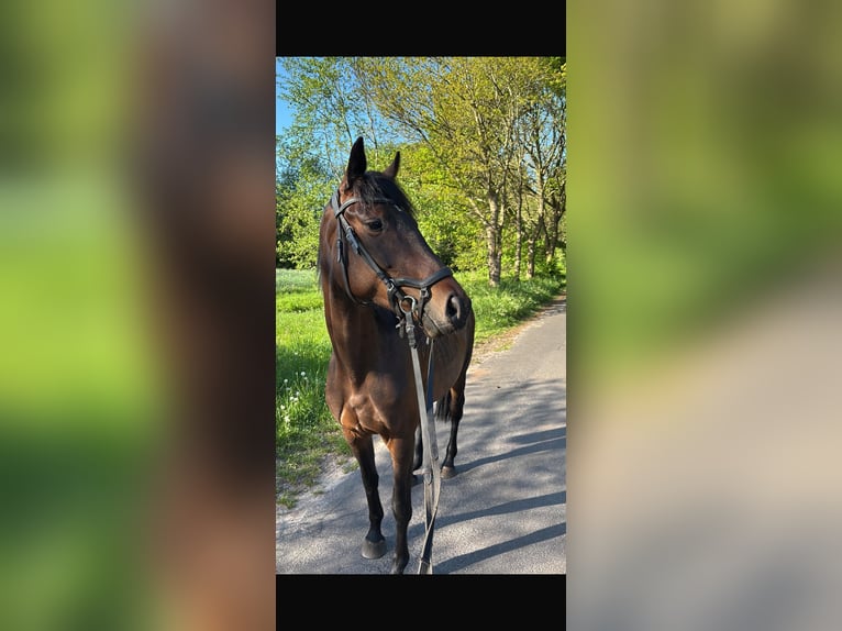 Oldenburg Giumenta 5 Anni 162 cm Baio scuro in Papenburg