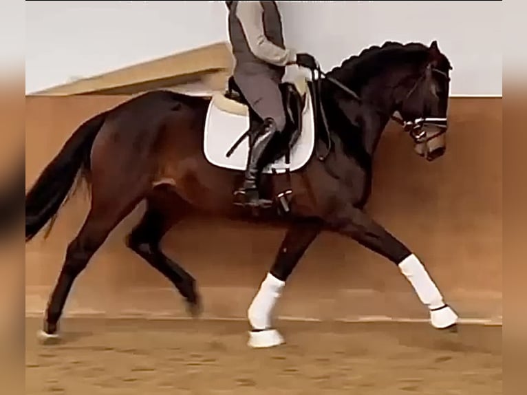 Oldenburg Giumenta 5 Anni 162 cm Baio scuro in Stadthagen