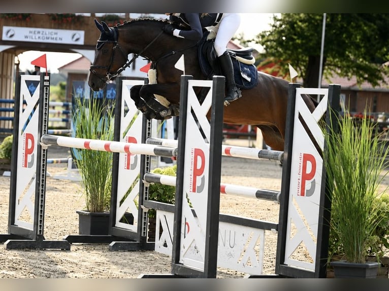Oldenburg Giumenta 5 Anni 162 cm Baio scuro in Löningen