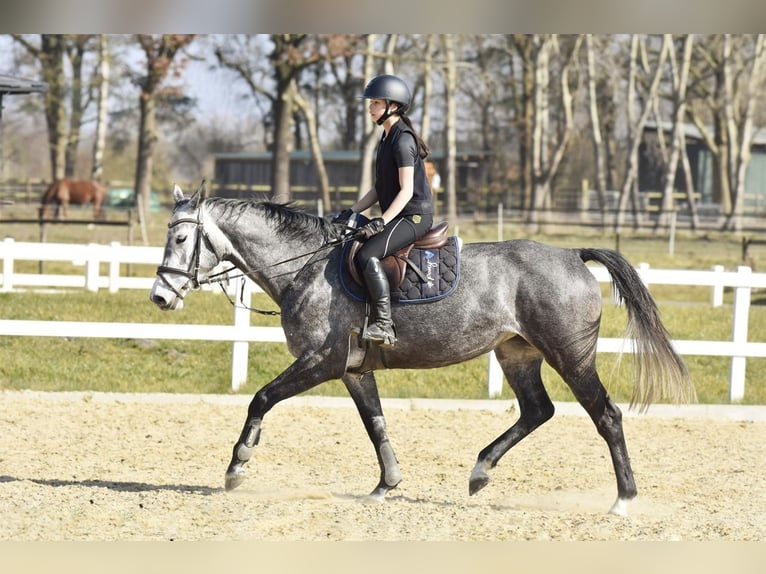 Oldenburg Giumenta 5 Anni 162 cm Grigio in Bremervörde