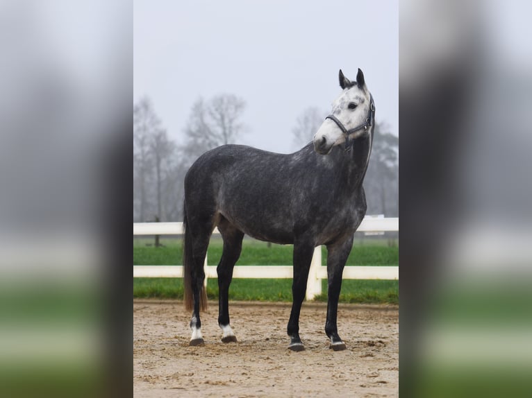 Oldenburg Giumenta 5 Anni 162 cm Grigio in Bremervörde