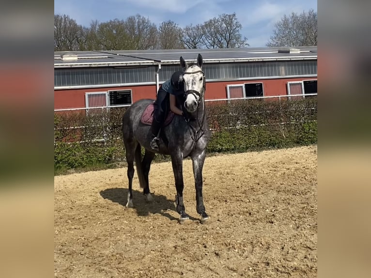 Oldenburg Giumenta 5 Anni 162 cm Grigio in Bremervörde