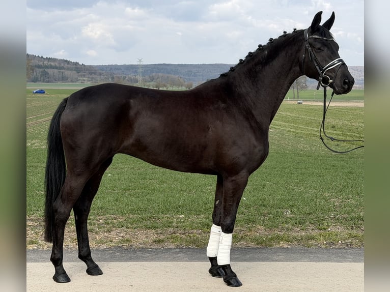 Oldenburg Giumenta 5 Anni 162 cm Morello in Riedlingen