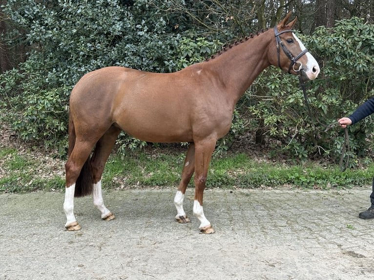 Oldenburg Giumenta 5 Anni 162 cm Sauro in Löningen