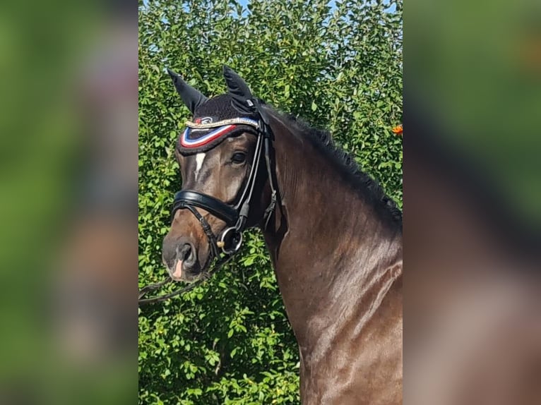 Oldenburg Giumenta 5 Anni 163 cm Baio in Sankt Wolfgang