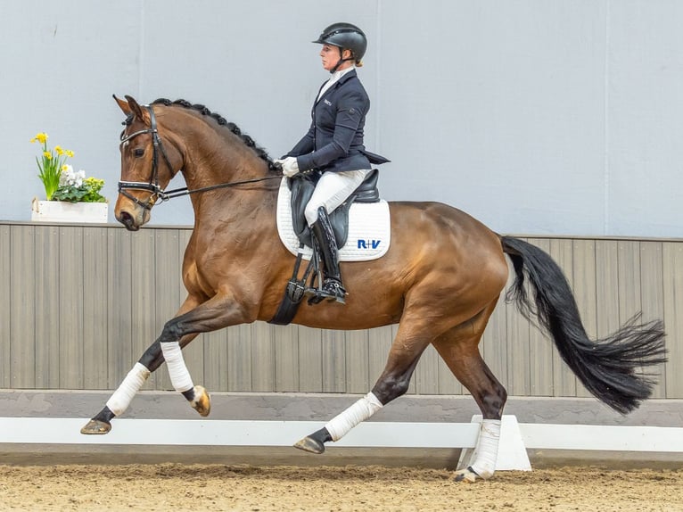 Oldenburg Giumenta 5 Anni 163 cm Baio in Münster-Handorf