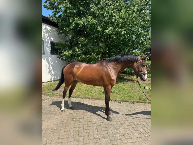 Oldenburg Giumenta 5 Anni 163 cm Baio in Osnabr&#xFC;ck