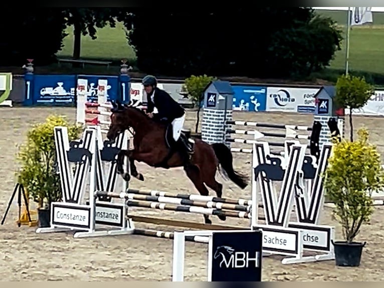 Oldenburg Giumenta 5 Anni 163 cm Baio in Harsum