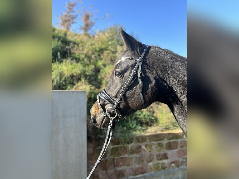 Oldenburg Giumenta 5 Anni 163 cm Baio nero in Mossautal